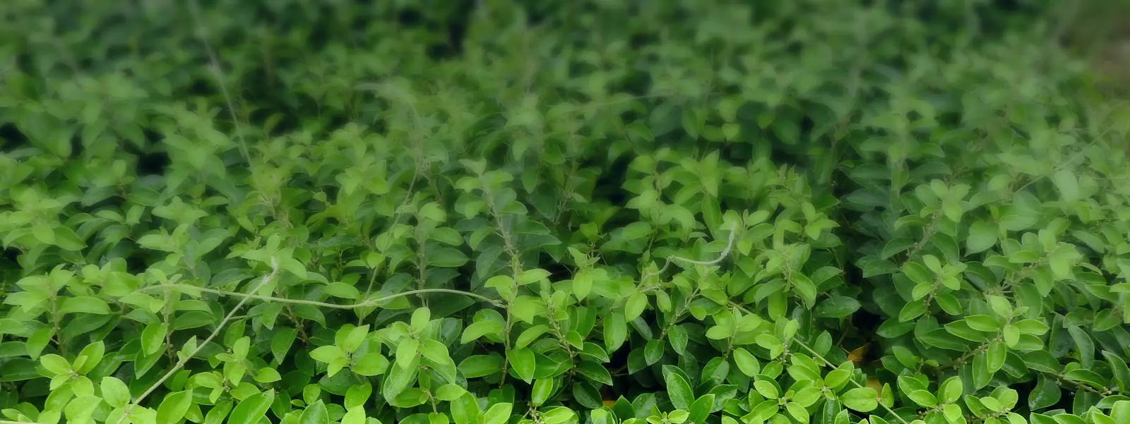 Vạt dây thìa canh (Gymnema sylvestre) — thành phần thảo mộc có trong công thức Viên An Đường